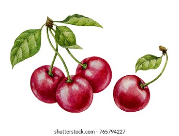 Cherry. Watercolor Botanical Illustration