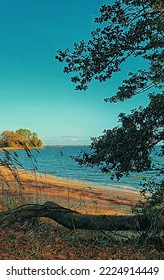 Chesapeake Bay Shoreline View And Holly Tree, Illustration 