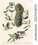 Chesnut-backed Titmouse, Black-capt Titmouse and Chesnut-crowned Titmouse from Birds of America by John James Audubon and William Home Lizars. Vintage bird art print illustration, bird illustration. 