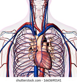 Chest Anatomy Female Circulatory System 3d Stock Illustration ...