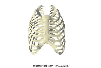 Human Rib 3d Illustration Human Skeleton Stock Vector (Royalty Free ...