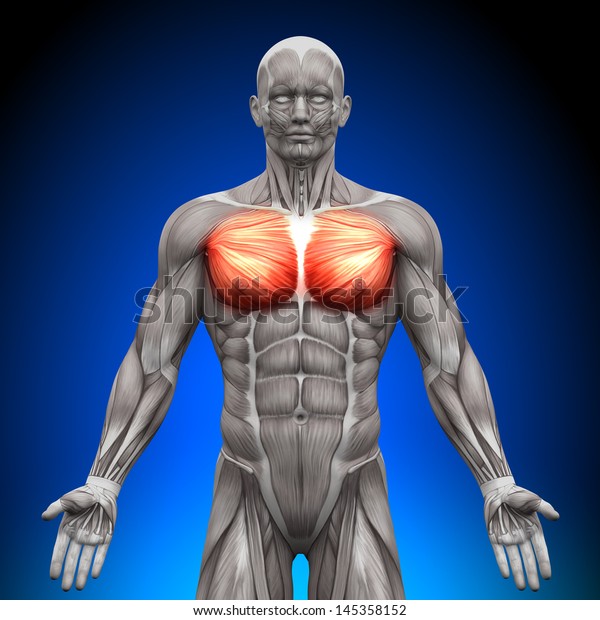 胸の大胸筋と小胸筋 解剖学筋 のイラスト素材