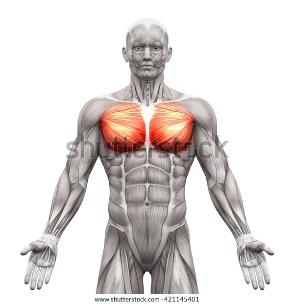 大胸筋と小胸筋 白い背景に解剖学的な筋肉 3dイラスト のイラスト素材