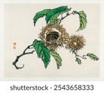 Chestnut by Kono Bairei (1844-1895). 1913 edition of Barei Gakan. Vintage Japanese chestnut branch illustration, art drawing, old Japanese chestnut illustration, art print.