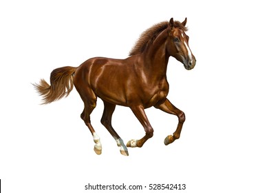 Chestnut horse gallops on white background.
