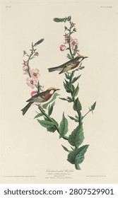 Chestnut-sided Warbler (1829) by Robert Havell Jr and John James Audubon. Old engraving, vintage art illustration.