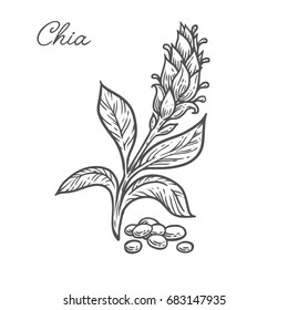 Chia Seed Plant, Leaf, Branch. Hand Drawn Engraved Sketch Etch Illustration. Superfood For Desserts. Nutrition, Detox, Omega Tree, Vitamin Ingredient. Chia Black On White Background