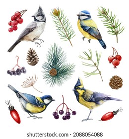 Chickadee birds forest elements watercolor set. Hand drawn blue, crested, himalayan tit small birds, pine branch, berries, cone natural collection. Forest and backyard cute avians watercolor set
