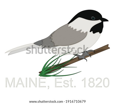 Chickadee Perched on Pine Tree Branch Celebrating State of Maine Anniversary 1820 Illustration isolated on white background with Clipping Path