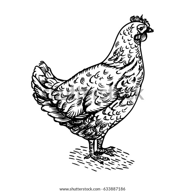 Chicken Bird Engraving Raster Illustration Scratch Stock Illustration ...