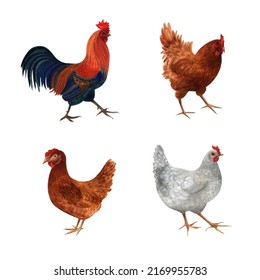 Chicken Family Set Watercolor Graphics. White Hen, Brown Hen, Red Hen And Rooster Clipart. Illustration For Packing Organic Chicken Eggs Or Farm Local Chicken Meat.