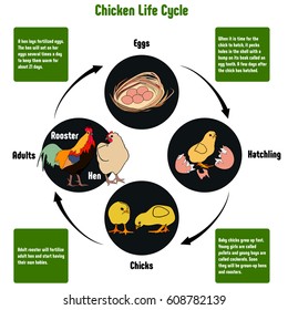 Duck Egg Hatching Chart