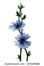 Chicory