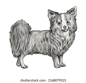 Chihuahua Drawing. Isolated Hand Made Illustration With Dog.