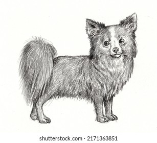 Chihuahua Drawing. Isolated Hand Made Illustration With Dog.