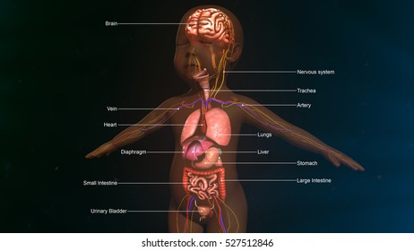 Child Anatomy 3d Illustration
