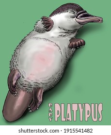 Baby Platypus High Res Stock Images Shutterstock