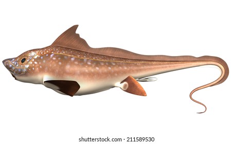 Chimaera