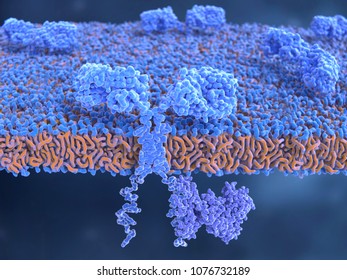 Chimeric Antigen Receptor:
CARs Are Engineered Cell Receptors That Allow T Cells To Recognize/attack Specifically Cancer Cells. A Signal Protein Is Attached To The Intracellular Domain. 3d Rendering
