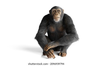 Chimpanzee Monkey Portrait Isolated On White 3d Illustration