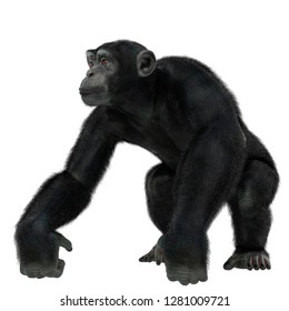 chimpanzee in a white background will put some fun at yours creations, 3d illustration