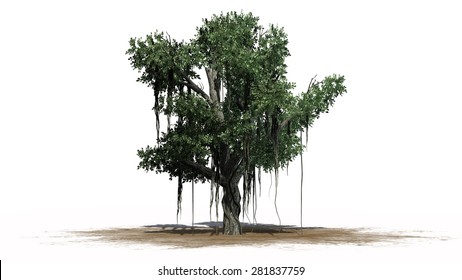 Chinese Banyan tree - separated on white background