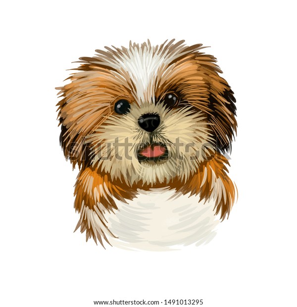 Chinese Imperial Puppy Toy Lion Dog Stock Illustration