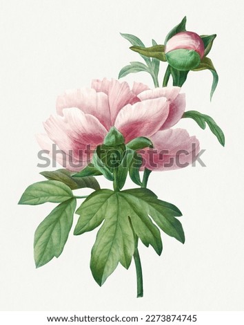 Chinese Peony flower illustration. Vintage flower painting. Vintage flower illustration for wall art.