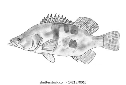 Chinese Perch Fish (Siniperca Chuatsi). Black And White Hand Drawing Image. 