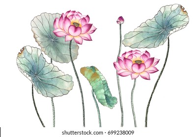 Chinese-style drawings, sketches, Lotus,Water Lily