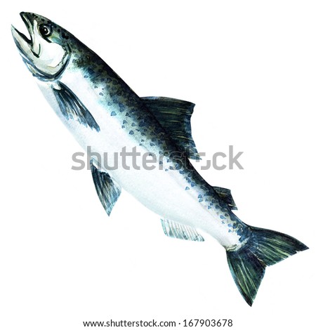 chinook salmon fish. watercolor painting on white background