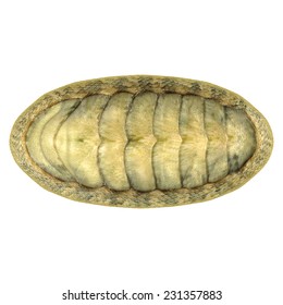 Chiton