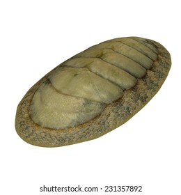 Chiton