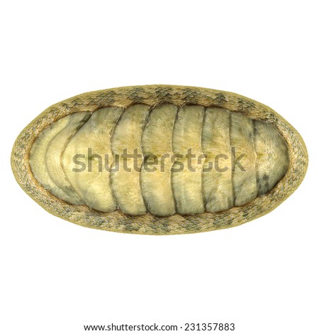 Chiton