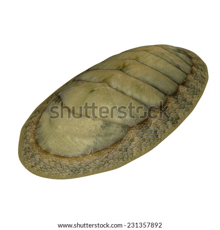 Chiton