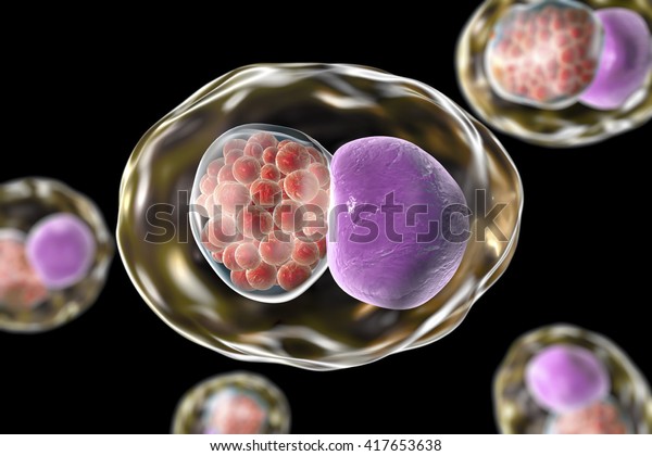 Chlamydia Inclusion Human Cells 3d Illustration Stock Illustration ...