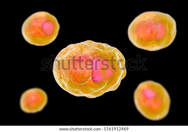 Chlamydia Trachomatis Bacteria 3d Illustration Showing Stock Illustration 1161912469 Shutterstock 8101