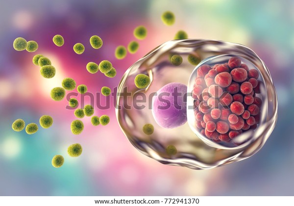 Chlamydia Trachomatis Bacteria 3d Illustration Showing Stock ...