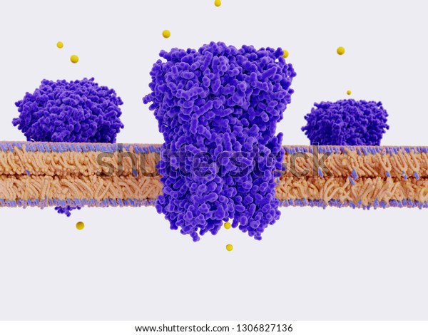 Chloride\
channels on a cell membrane.\
They conduct chloride anions (yellow\
spheres) across cell membranes, regulating e.g. the electrical\
excitation of the skeletal muscle. 3d\
rendering