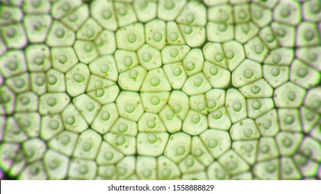 Chloroplast eukaryotic cells under the microscope. Green micro formation in a plant cell. Research and genetic engineering background. Biology and science cellular concept. GMO DNA illustration