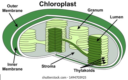 chloroplast (one of the parts in a plant cell that contain chlorophyll and where energy provided by light from the sun is turned into food by photosynthesis)