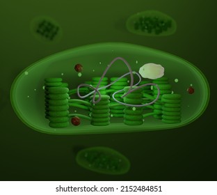 Chloroplast organelles, structure within the cells of plants or algal 3d rendering