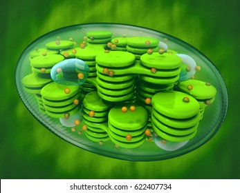 Chloroplast, plant cell organelle. 3d image. Green background