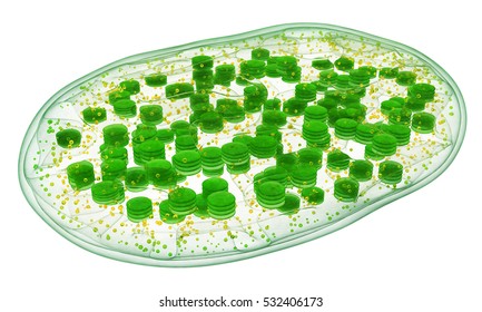 Chloroplast structure. Part of the plant cell. 3d image
