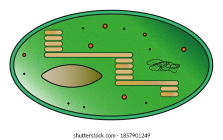 341 Chloroplast ribosomes Images, Stock Photos & Vectors | Shutterstock