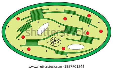 Chloroplast structure showing thylakoids, granum, starch grain, ribosomes, lipid droplets and DNA. Stock photo © 