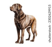 Chocolate Labrador Dog Watercolor Painting Illustration Isolated on White Background Transparent