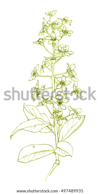 chokecherry tree drawing