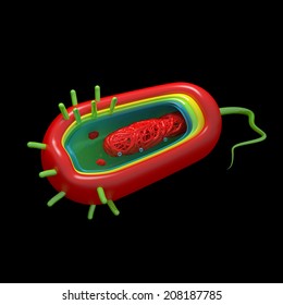 Cholera Cell Anatomy Isolated On Black Stock Illustration 208187785 ...