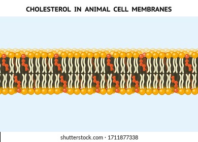 Cholesterol in animal cell membranes. Cholesterol is a component of animal cell membranes. Cholesterol reduces membrane  fluidity and permeability to some solutes